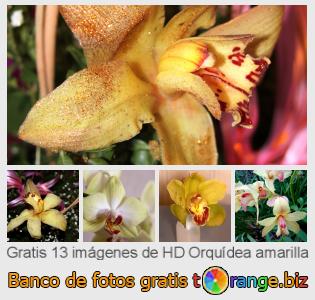 Banco de imagen tOrange ofrece fotos gratis de la sección:  orquídea-amarilla
