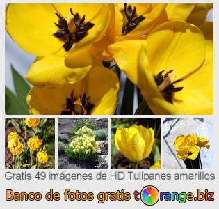 Banco de imagen tOrange ofrece fotos gratis de la sección:  tulipanes-amarillos