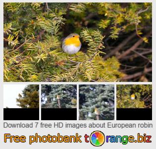 images free photo bank tOrange offers free photos from the section:  european-robin