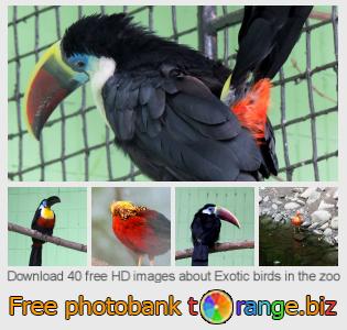 images free photo bank tOrange offers free photos from the section:  exotic-birds-zoo
