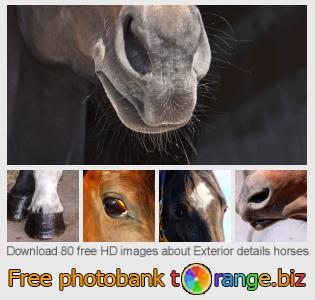 images free photo bank tOrange offers free photos from the section:  exterior-details-horses