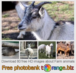 images free photo bank tOrange offers free photos from the section:  farm-animals