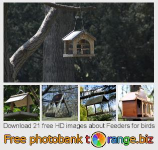 images free photo bank tOrange offers free photos from the section:  feeders-birds