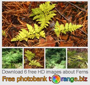 images free photo bank tOrange offers free photos from the section:  ferns