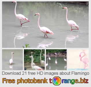 images free photo bank tOrange offers free photos from the section:  flamingo