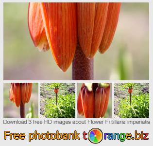 images free photo bank tOrange offers free photos from the section:  flower-fritillaria-imperialis