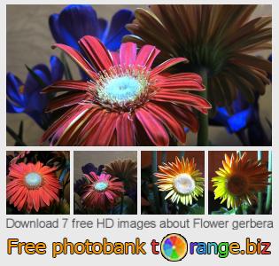 images free photo bank tOrange offers free photos from the section:  flower-gerbera