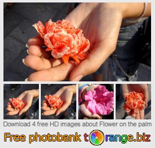 images free photo bank tOrange offers free photos from the section:  flower-palm