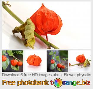 images free photo bank tOrange offers free photos from the section:  flower-physalis