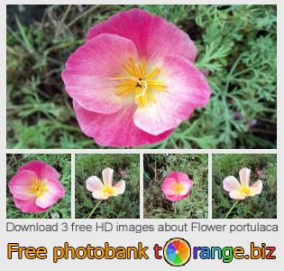 images free photo bank tOrange offers free photos from the section:  flower-portulaca