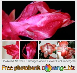 images free photo bank tOrange offers free photos from the section:  flower-schlumbergera