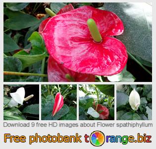 images free photo bank tOrange offers free photos from the section:  flower-spathiphyllum