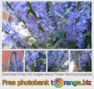 images free photo bank tOrange offers free photos from the section:  flower-veronica-longifolia