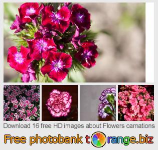 images free photo bank tOrange offers free photos from the section:  flowers-carnations