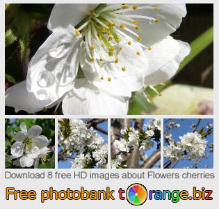 images free photo bank tOrange offers free photos from the section:  flowers-cherries