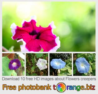 images free photo bank tOrange offers free photos from the section:  flowers-creepers
