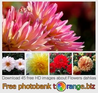 images free photo bank tOrange offers free photos from the section:  flowers-dahlias