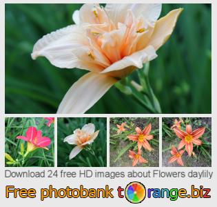 images free photo bank tOrange offers free photos from the section:  flowers-daylily