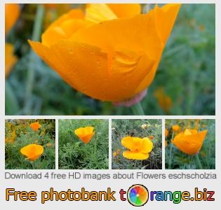 images free photo bank tOrange offers free photos from the section:  flowers-eschscholzia