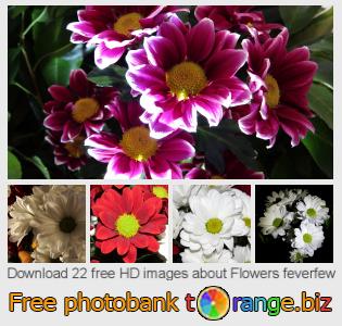 images free photo bank tOrange offers free photos from the section:  flowers-feverfew
