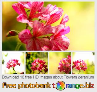 images free photo bank tOrange offers free photos from the section:  flowers-geranium