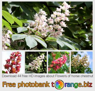 images free photo bank tOrange offers free photos from the section:  flowers-horse-chestnut
