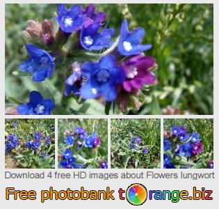 images free photo bank tOrange offers free photos from the section:  flowers-lungwort