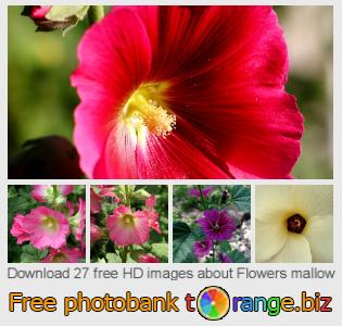 images free photo bank tOrange offers free photos from the section:  flowers-mallow