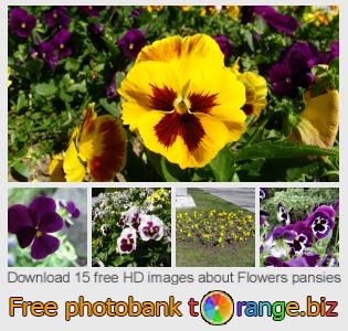 images free photo bank tOrange offers free photos from the section:  flowers-pansies