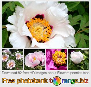 images free photo bank tOrange offers free photos from the section:  flowers-peonies-tree