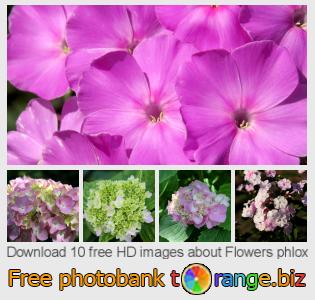 images free photo bank tOrange offers free photos from the section:  flowers-phlox