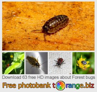 images free photo bank tOrange offers free photos from the section:  forest-bugs