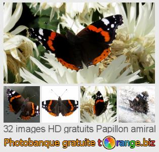 Banque d'images tOrange offre des photos libres de la section:  papillon-amiral