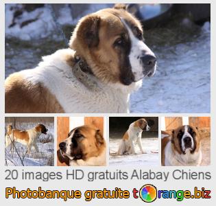 Banque d'images tOrange offre des photos libres de la section:  alabay-chiens