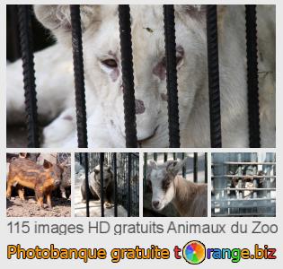 Banque d'images tOrange offre des photos libres de la section:  animaux-du-zoo