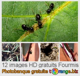 Banque d'images tOrange offre des photos libres de la section:  fourmis