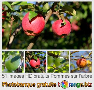 Banque d'images tOrange offre des photos libres de la section:  pommes-sur-larbre