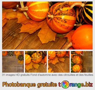 Banque d'images tOrange offre des photos libres de la section:  fond-dautomne-avec-des-citrouilles-et-des-feuilles