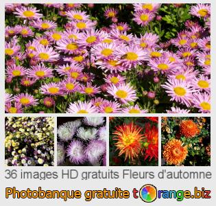 Banque d'images tOrange offre des photos libres de la section:  fleurs-dautomne