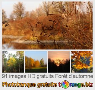 Banque d'images tOrange offre des photos libres de la section:  forêt-dautomne