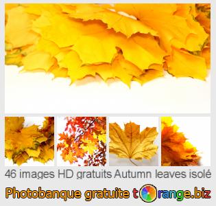 Banque d'images tOrange offre des photos libres de la section:  autumn-leaves-isolé