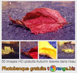 Banque d'images tOrange offre des photos libres de la section:  autumn-leaves-dans-leau