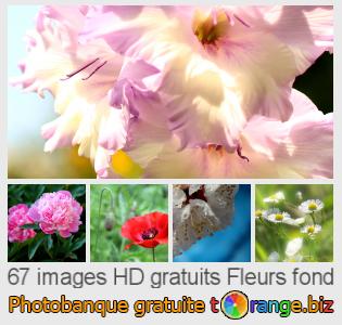 Banque d'images tOrange offre des photos libres de la section:  fleurs-fond