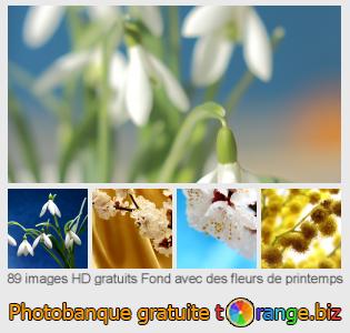 Banque d'images tOrange offre des photos libres de la section:  fond-avec-des-fleurs-de-printemps