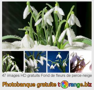 Banque d'images tOrange offre des photos libres de la section:  fond-de-fleurs-de-perce-neige