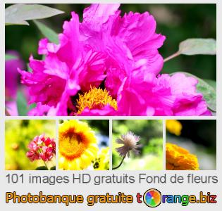 Banque d'images tOrange offre des photos libres de la section:  fond-de-fleurs