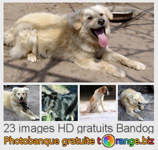 Banque d'images tOrange offre des photos libres de la section:  bandog