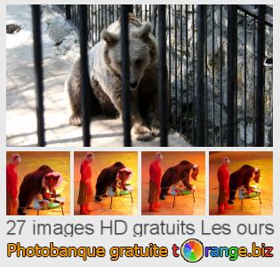 Banque d'images tOrange offre des photos libres de la section:  les-ours