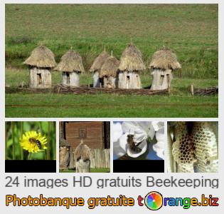Banque d'images tOrange offre des photos libres de la section:  apiculture