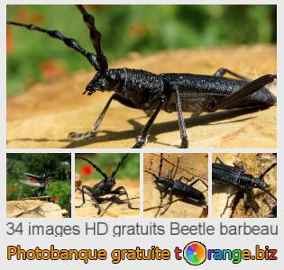 Banque d'images tOrange offre des photos libres de la section:  beetle-barbeau